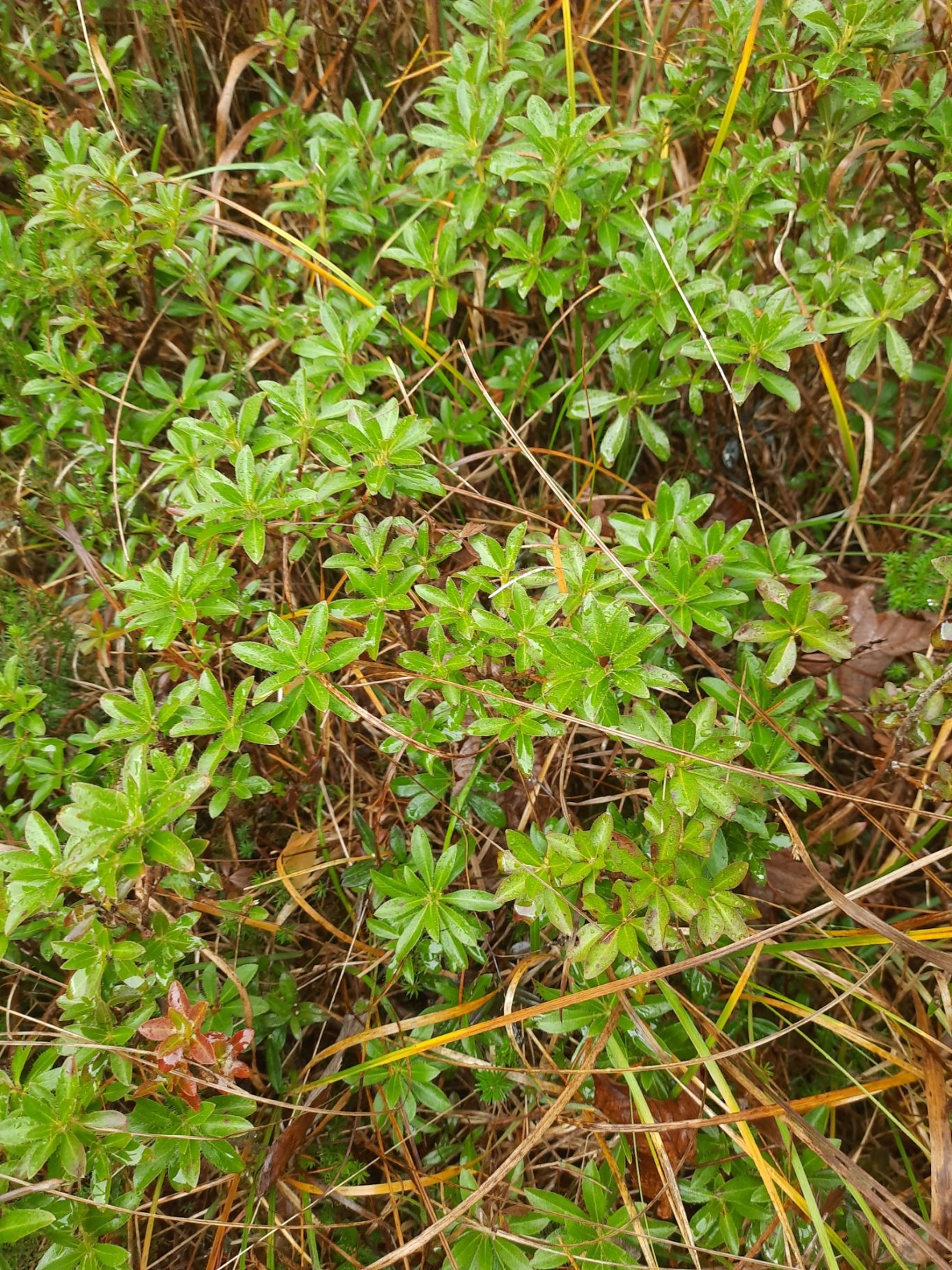 Bewimperte Alpenrose (Rhododendron hirsutum)