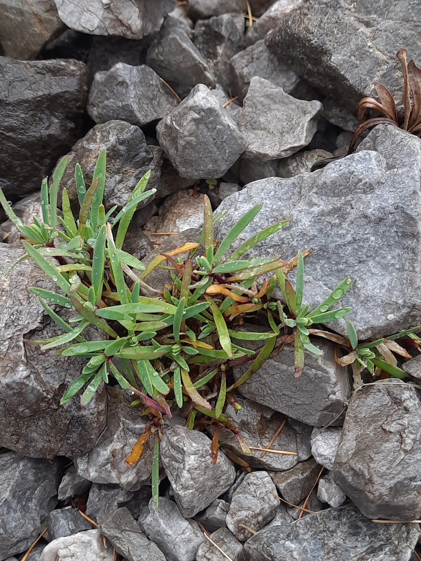 Kriechendes Gipskraut (Gypsophila repens)