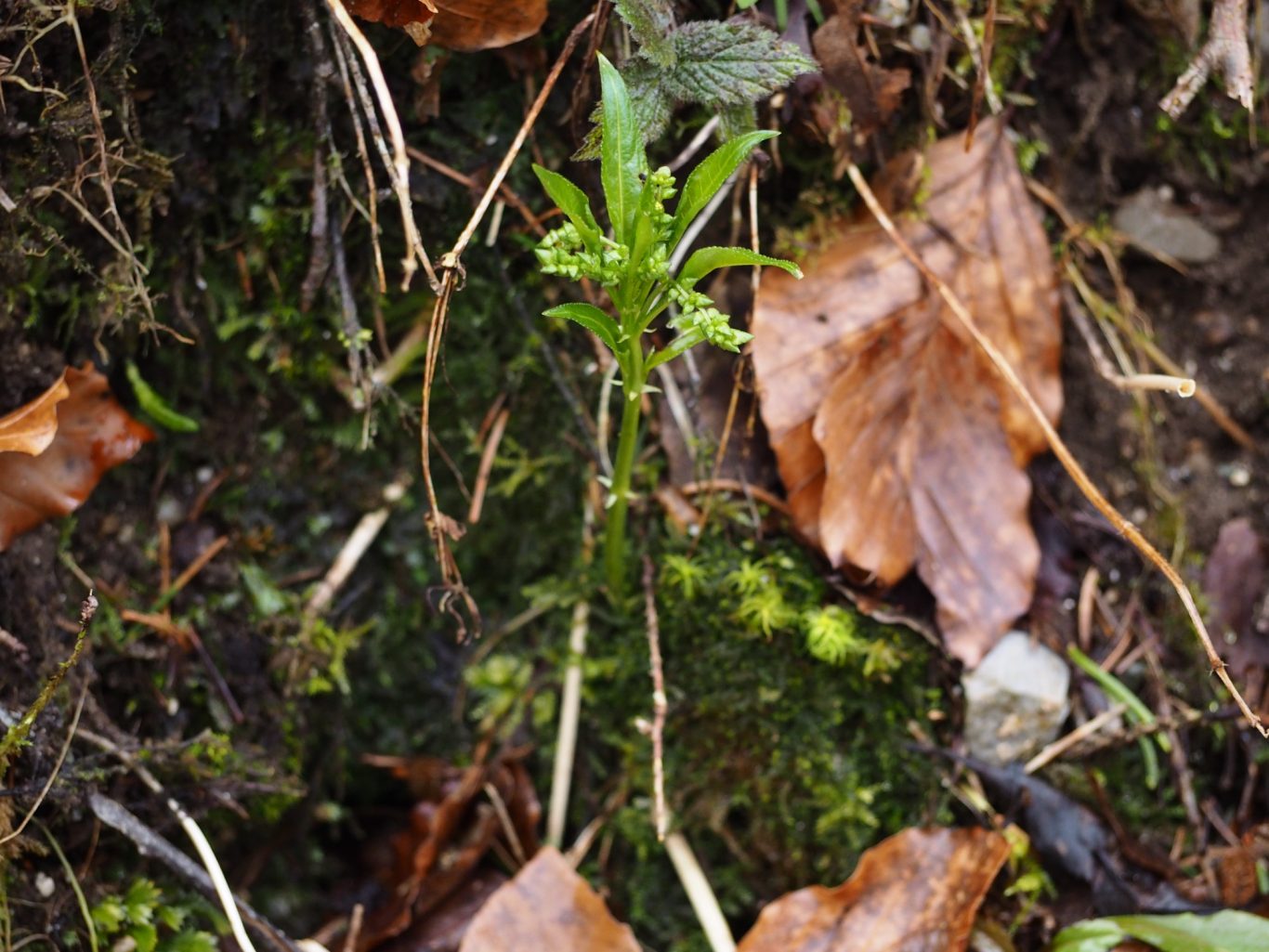 Bingelkraut (Mercurialis perennis)