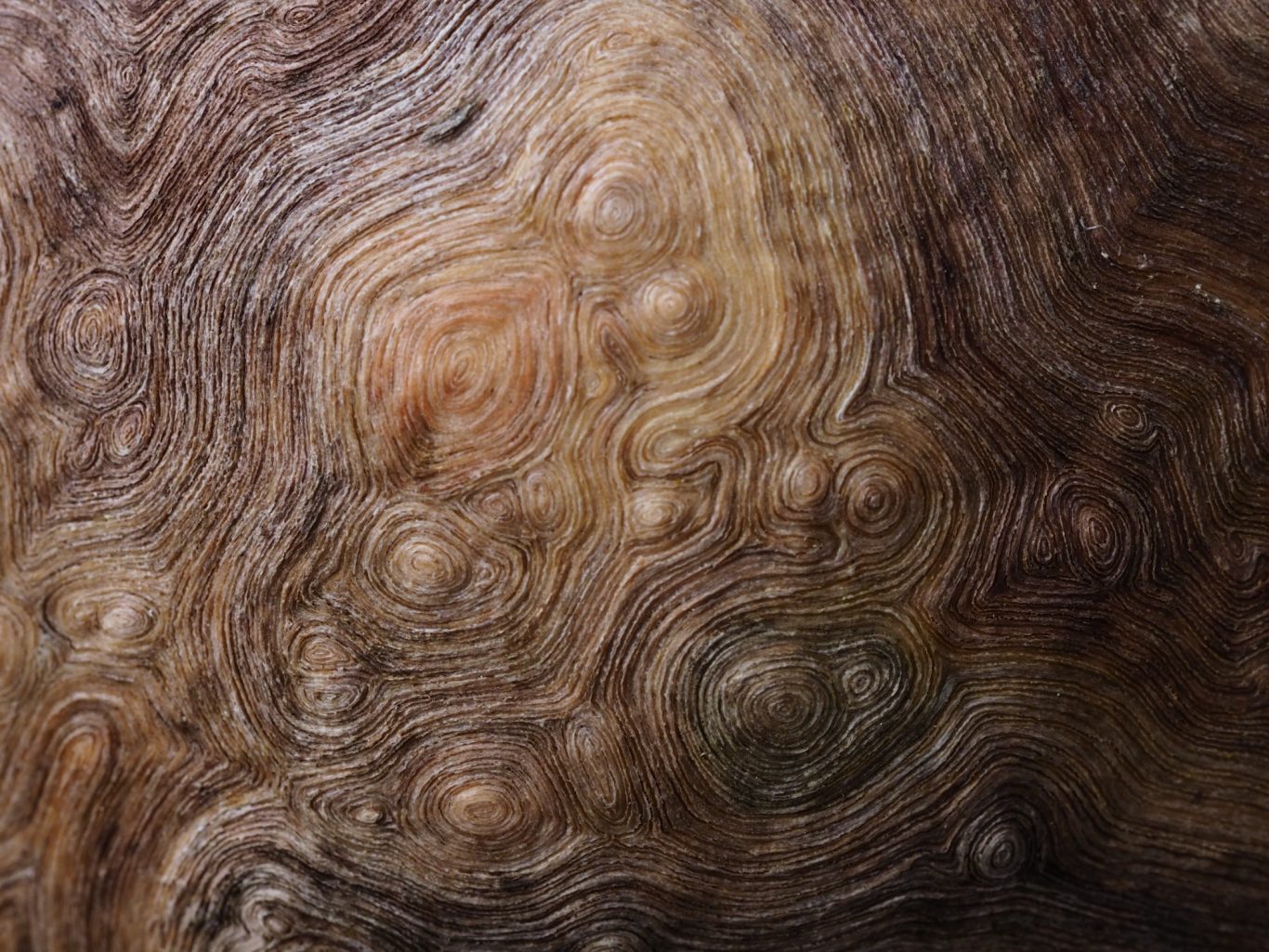 Totholz einer Wurzel