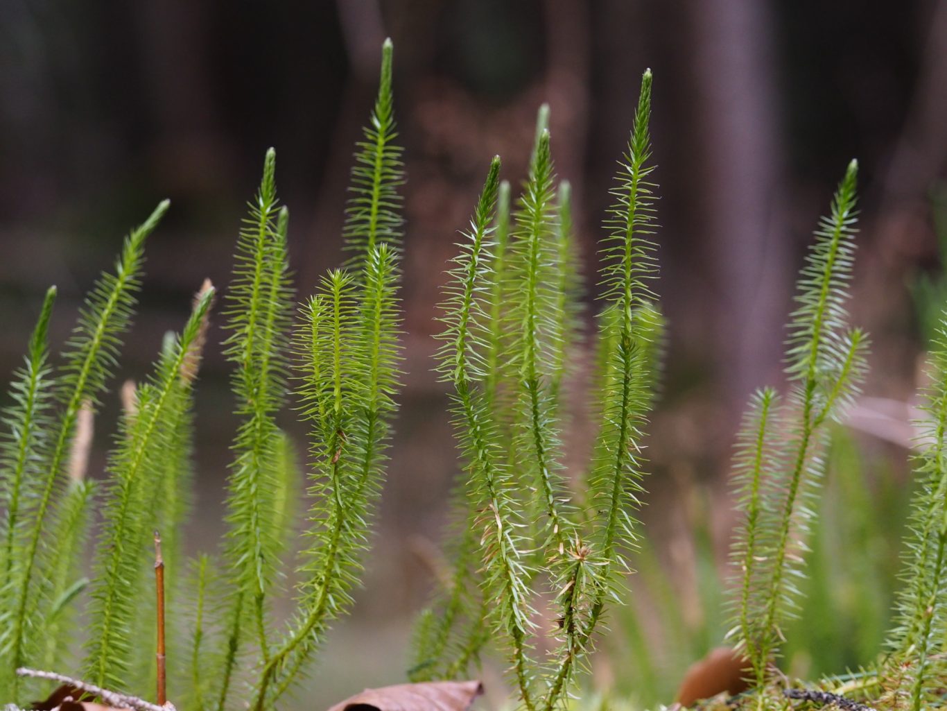 Wald-Bärlapp (Spinulum annotinum)
