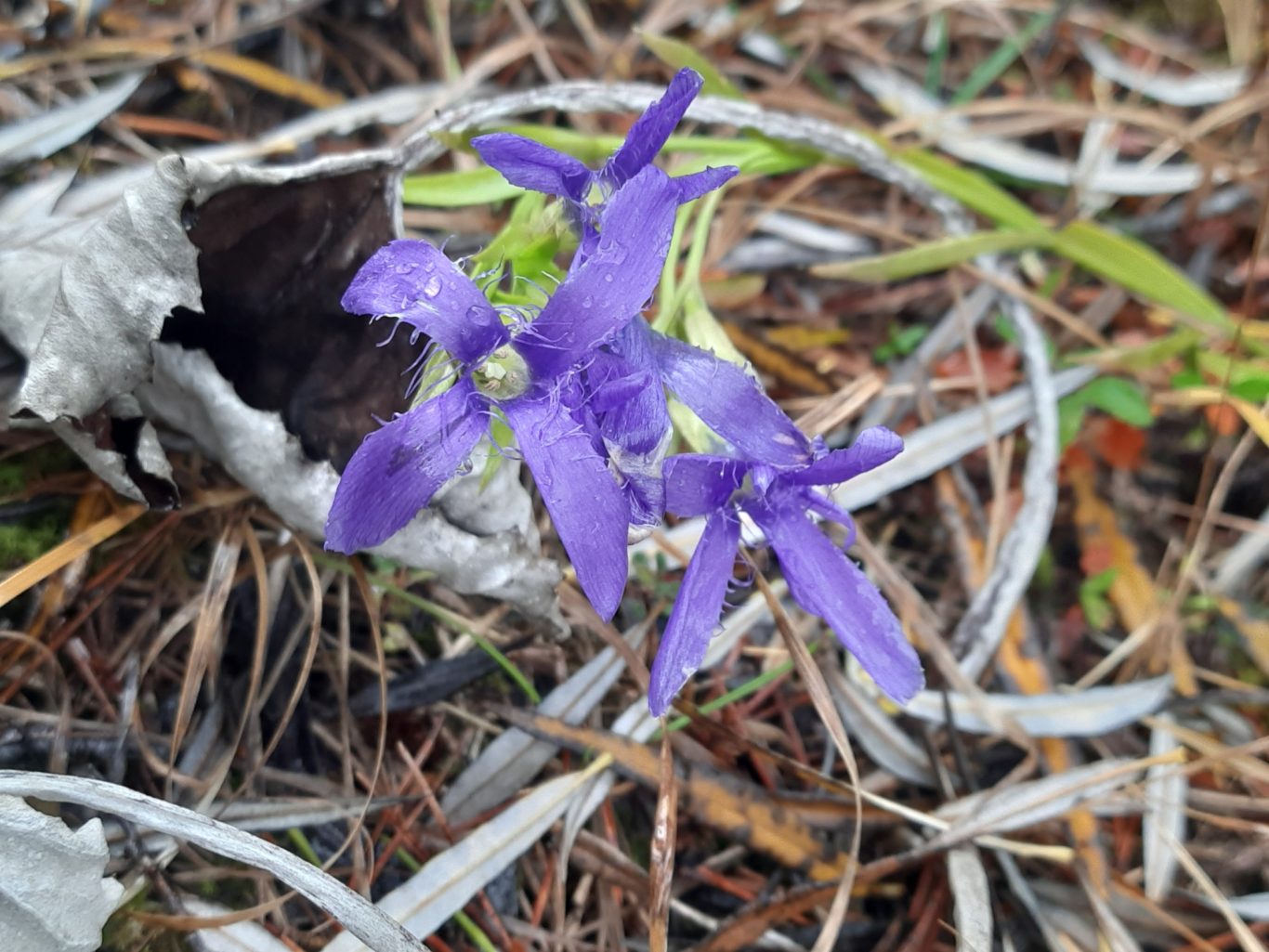 Gewöhnlicher Franzen-Enzian (Gentianopsis cilata)