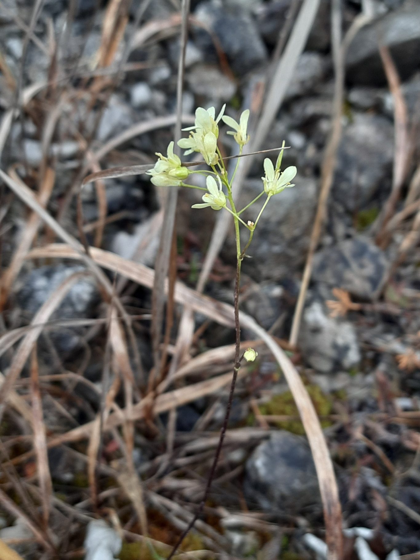 Glatt-Brillenschötchen (Biscutella laevigata)