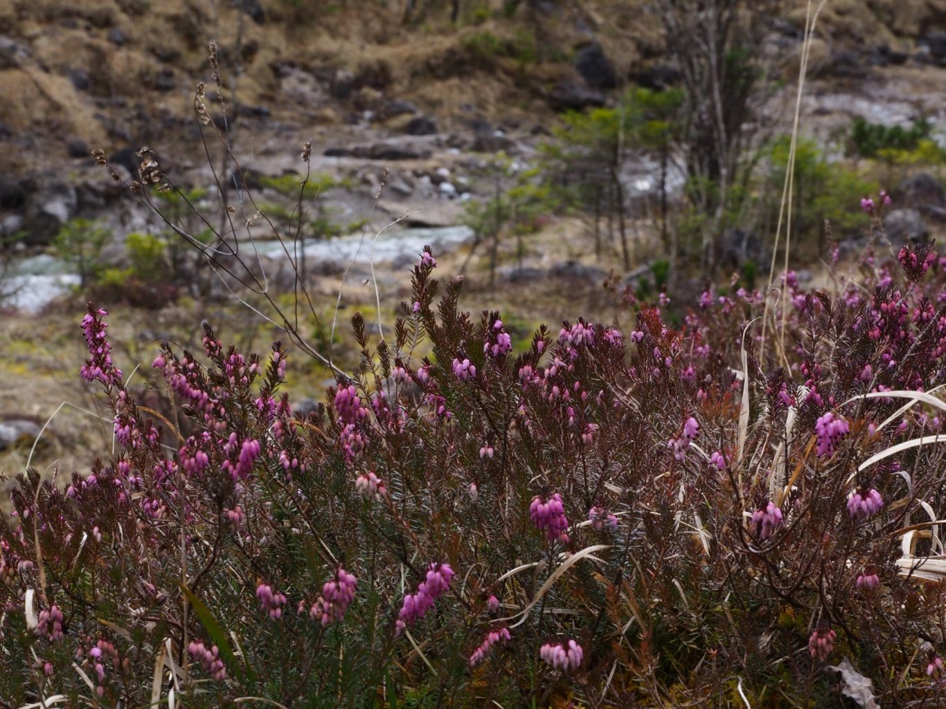 Schneeheide (Erica carnea)