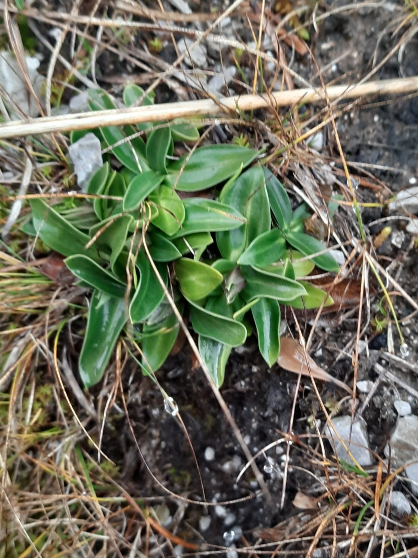 Clusius-Enzian (Gentiana clusii)