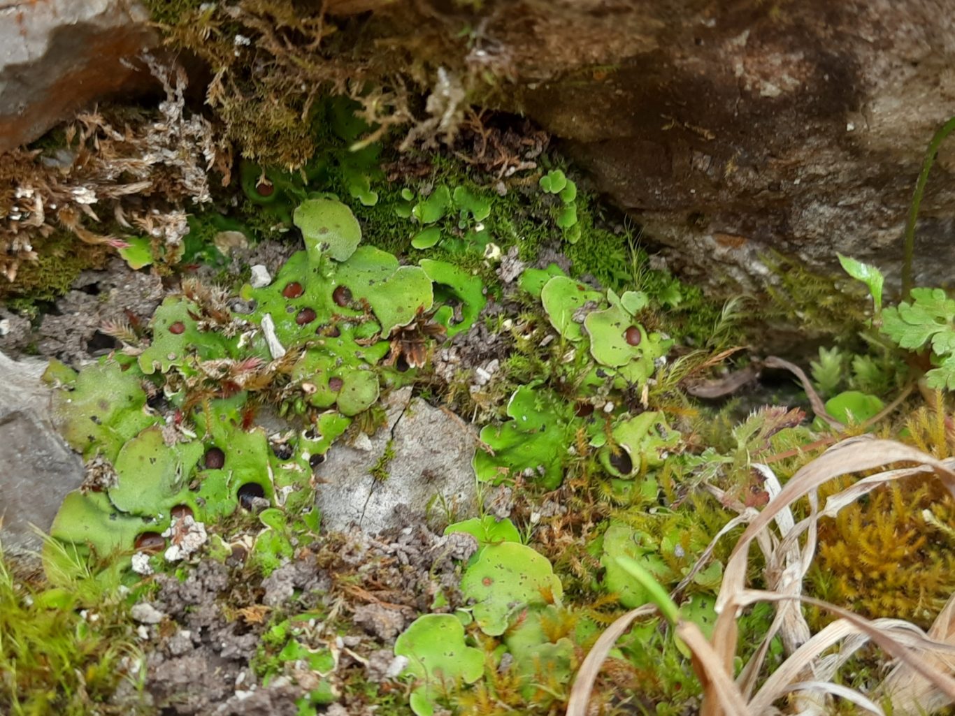 Sackflechte (Solorina saccata)