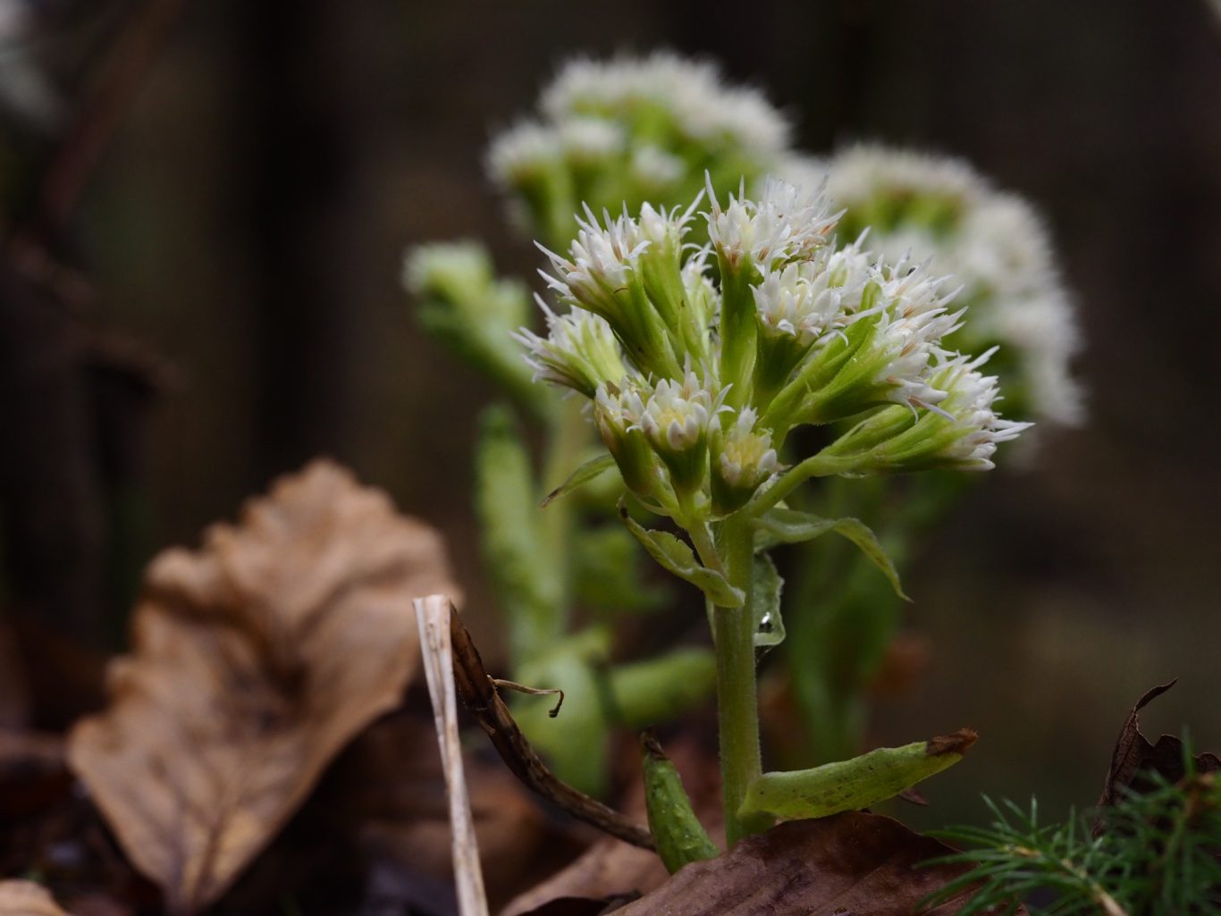 Weiße Pestwurz (Petasites albus)