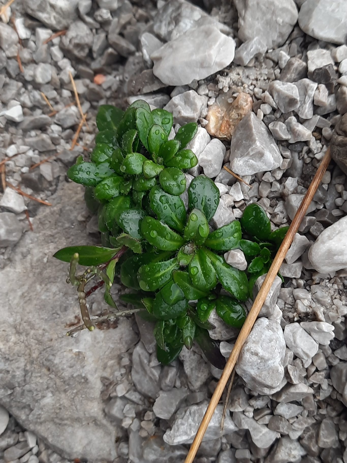 Doldige Gänsekresse (Arabis ciliata)