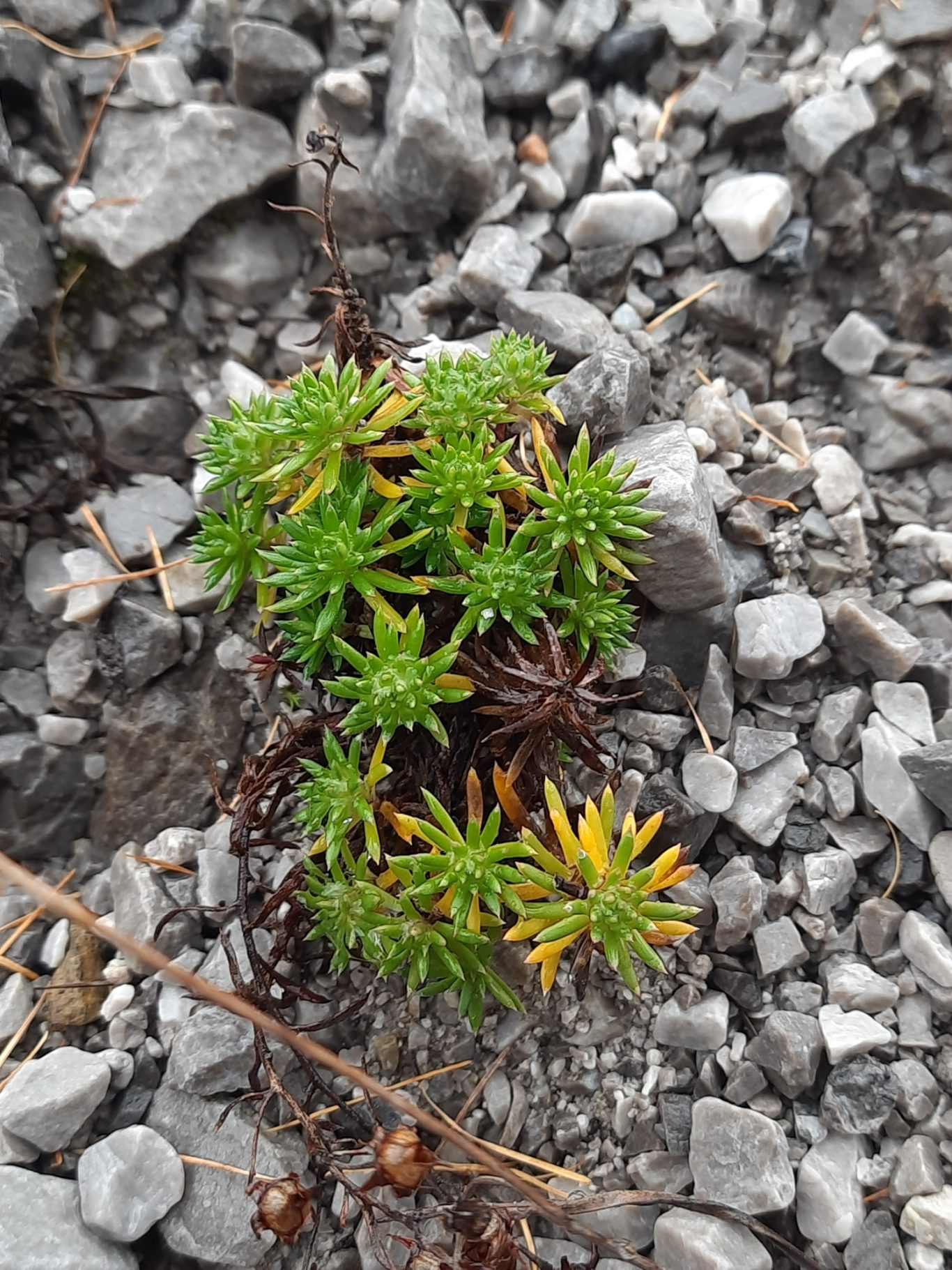 Fetthennen-Steinbrech (Saxifraga aizoides)