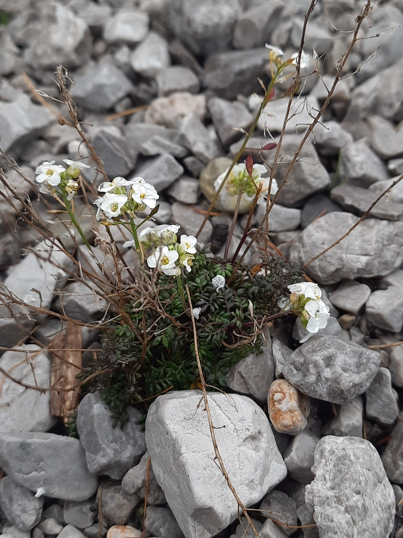 Alpen-Gämskresse (Hornungia alpina)