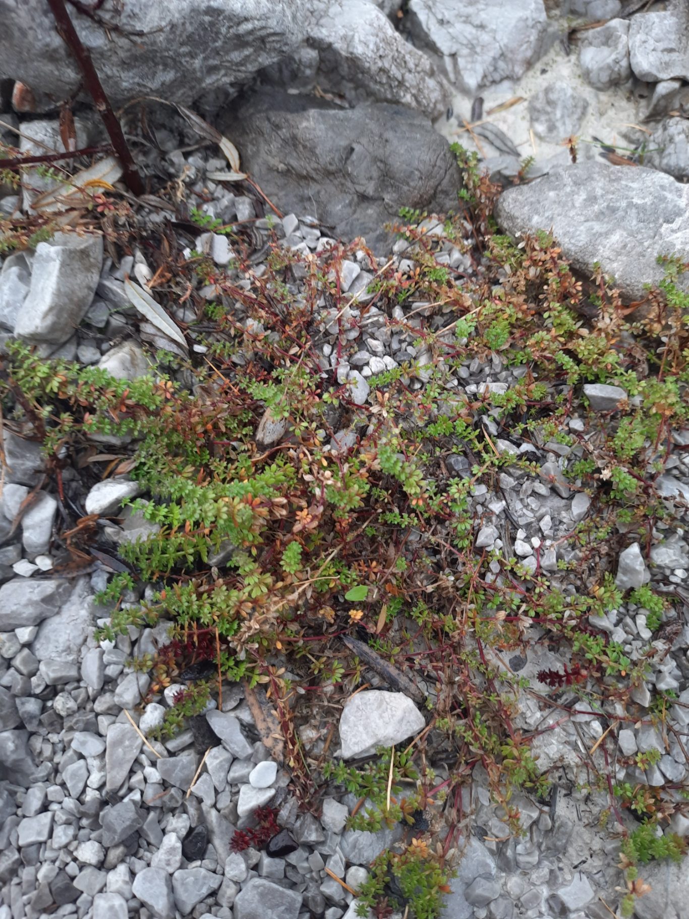 Ungleichblättrigem Labkraut (Galium anisophyllon)