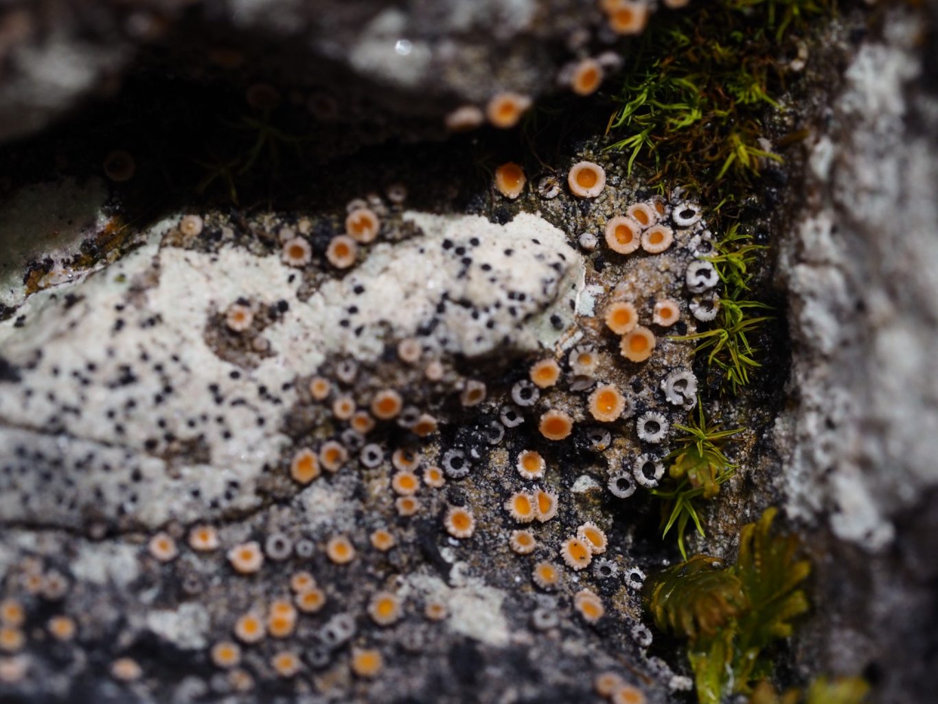 Jenenser Grubenflechte (Gyalecta jenensis)