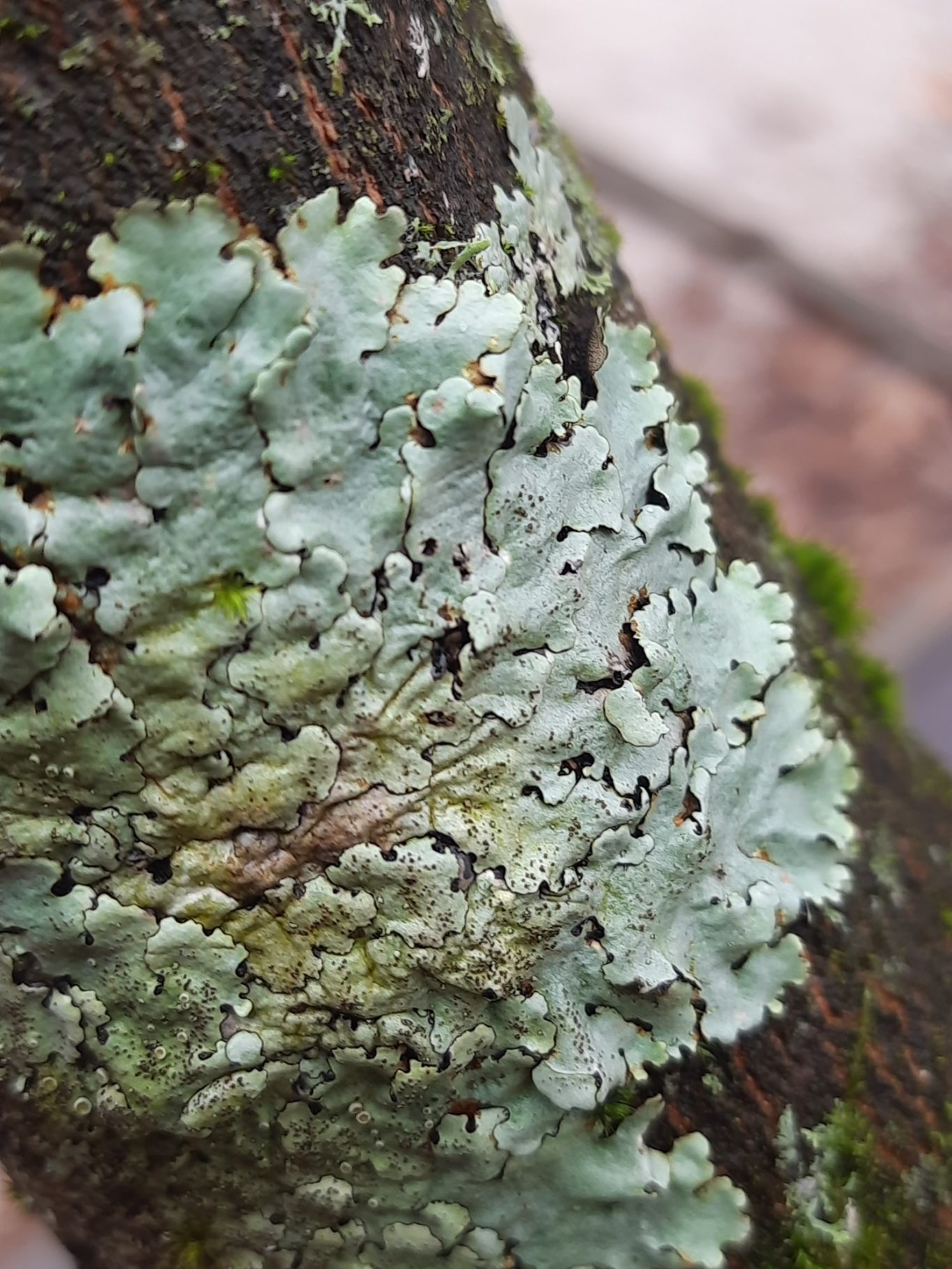 Pillen-Schüsselflechte (Parmelina pastillifera)