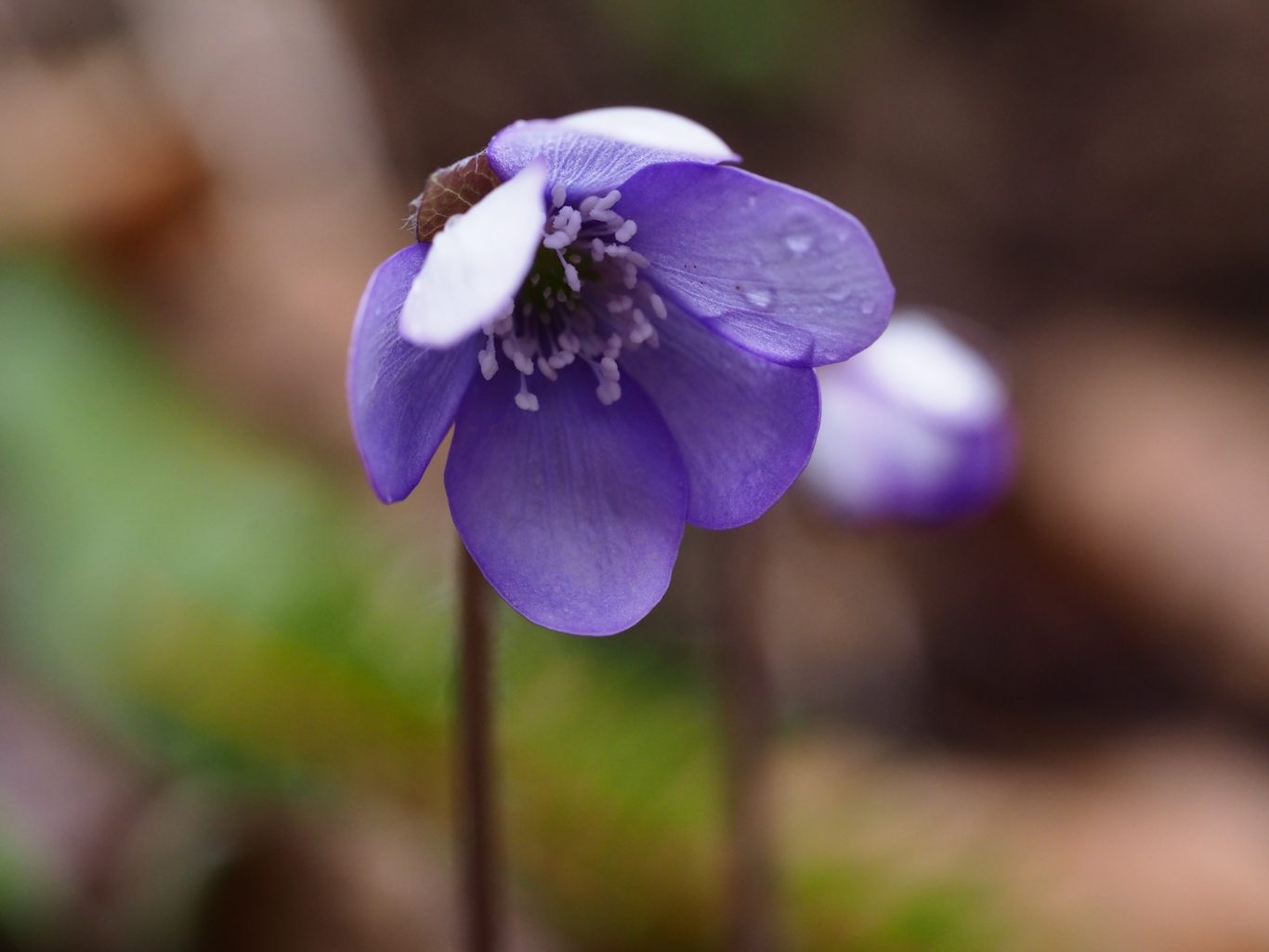 Leberblümchen (Hepatica nobilis)
