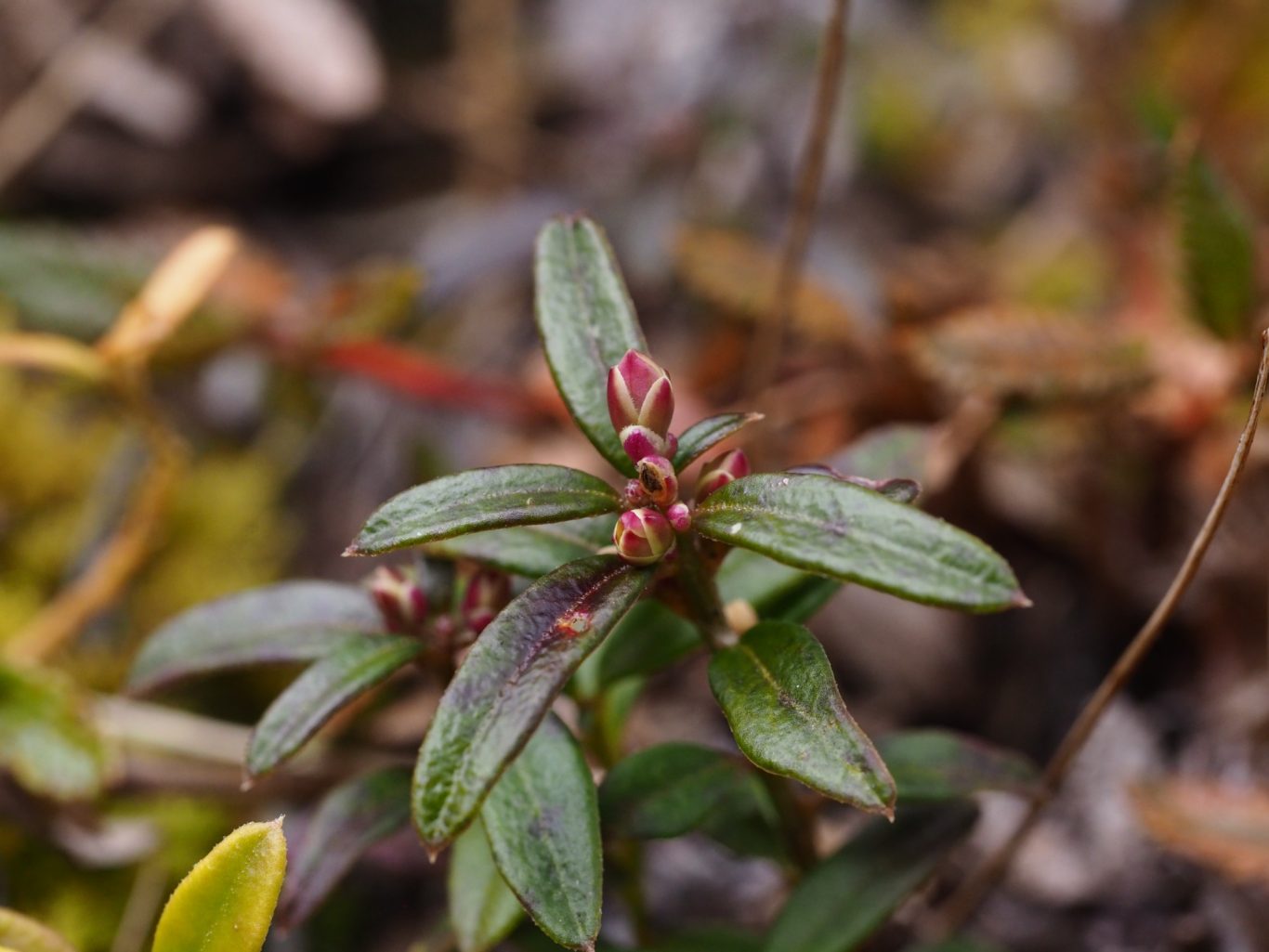 Buchsblättriges Kreuzblümchen (Polygaloides chamaebuxus) )