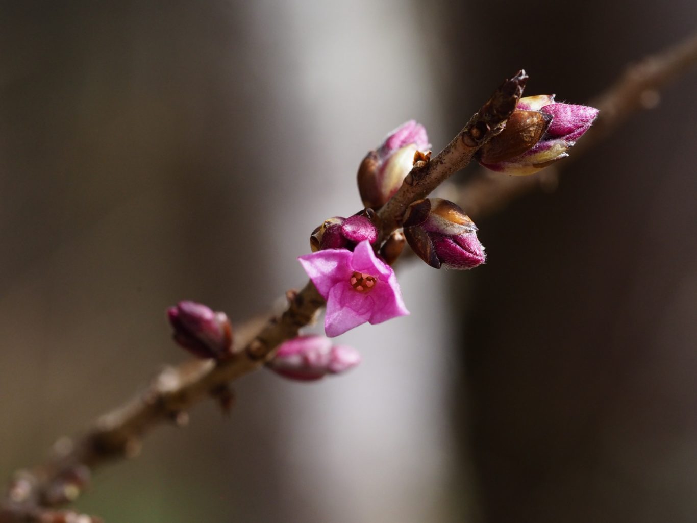 Gewöhnlicher Seidelbast (Daphne mezereum)