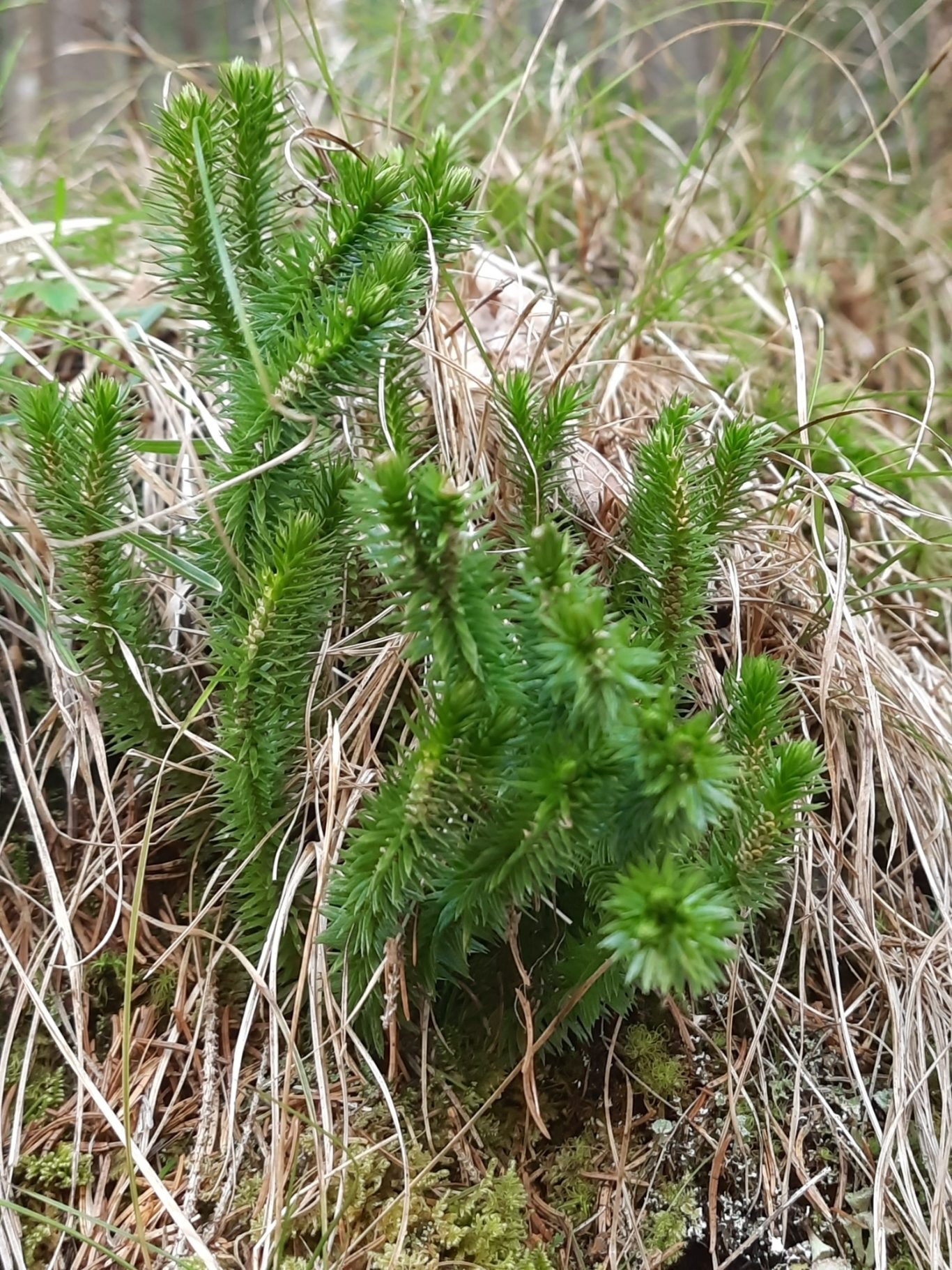 Tannenbärlapp (Huperzia selago)