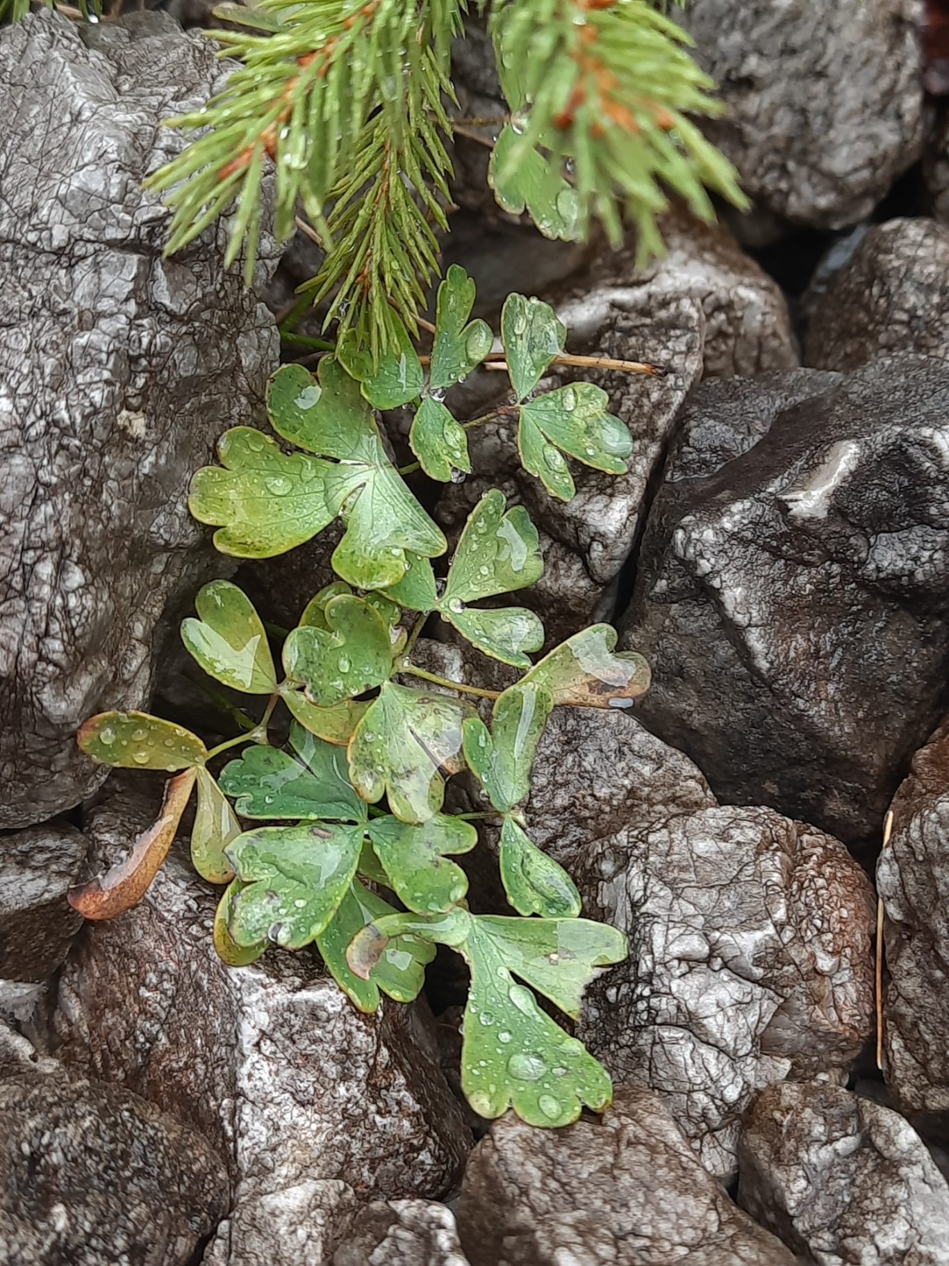 Kleinblütige Akelei (Aquilegia einseleana)
