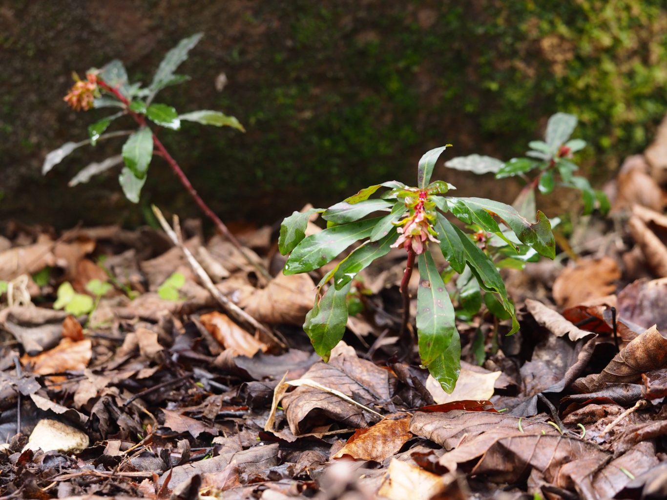 Mandelblättrige Wolfsmilch (Euphorbia amygdaloides)