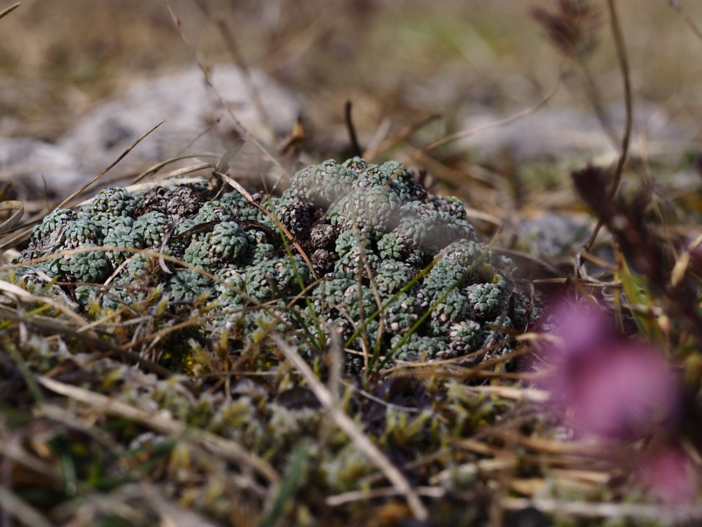 Blaugrüner Steinbrech (Saxifraga caesia)