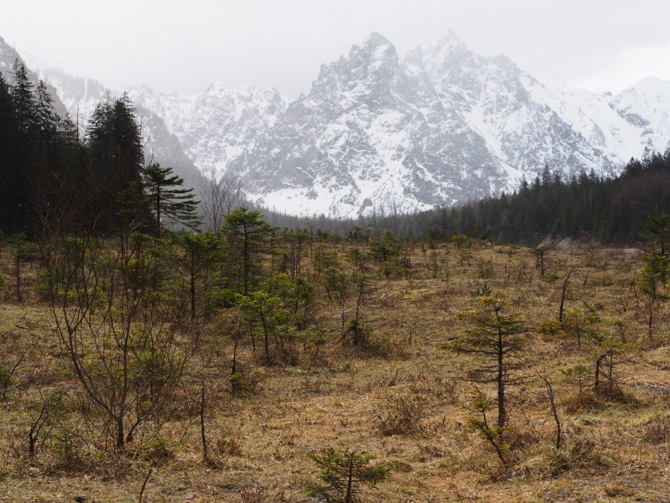 Latschenkiefern (Pinus mugo) am Griesrand