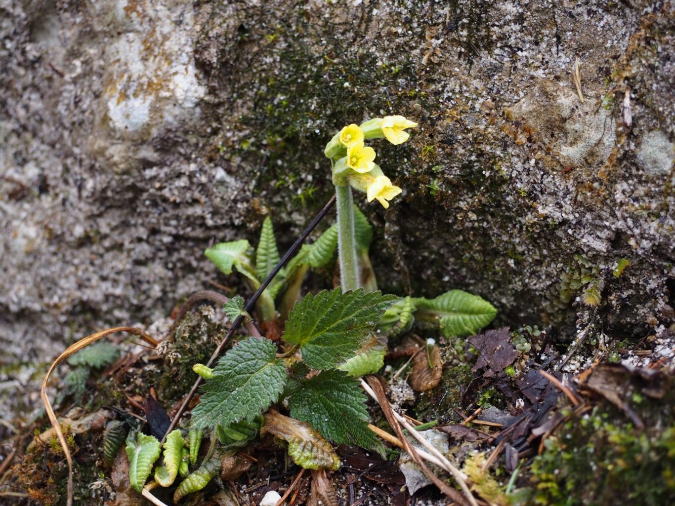 Wald-Schlüsselblume (Primula elatior)
