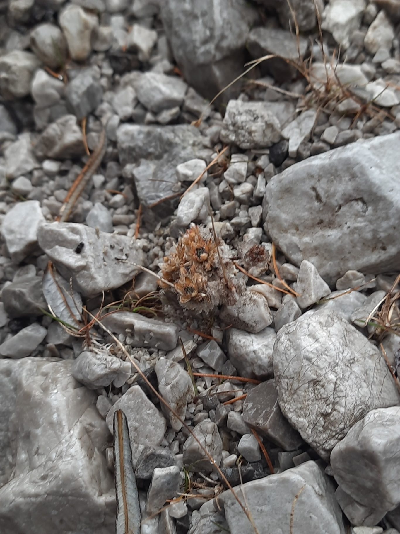 Bewimperte Mannschild (Androsace chamaejasma)