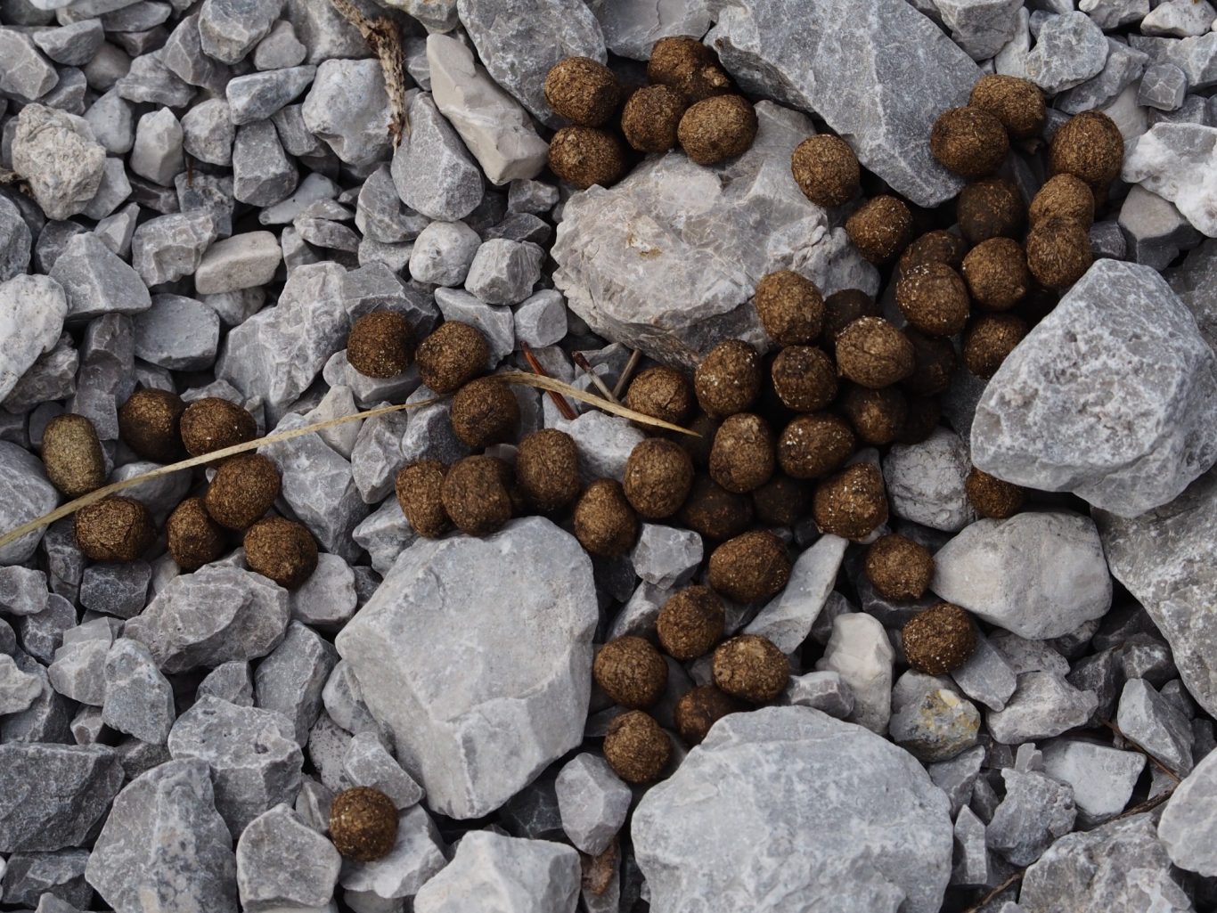 Schneehasen-Losung (Lepus timidus)