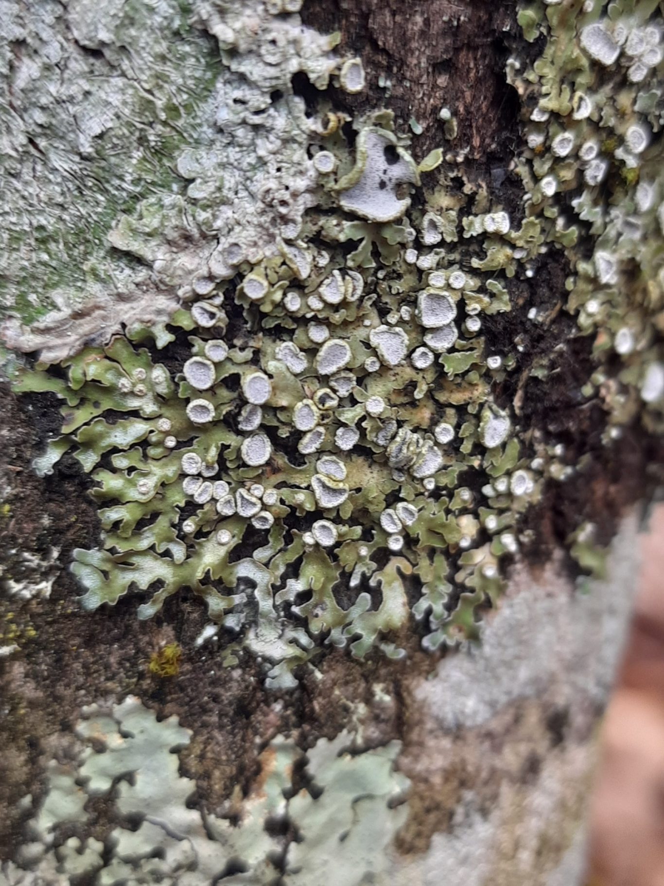 Echte Raureifflechte (Physconia distorta)