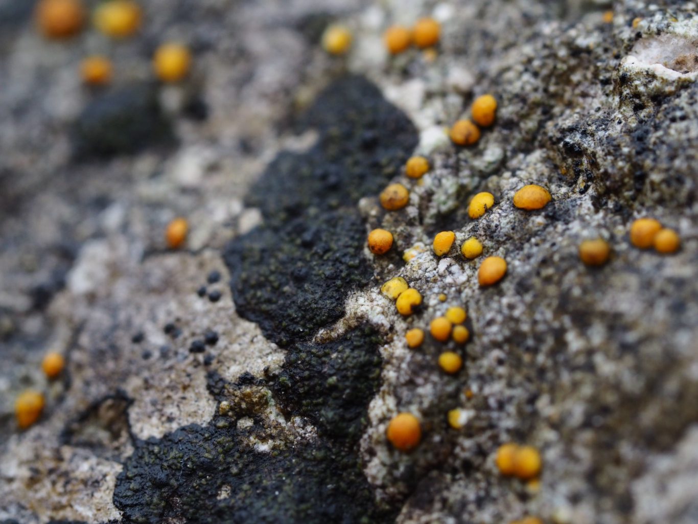 Kahle Kalksteinkruste (Protoblastenia calva)