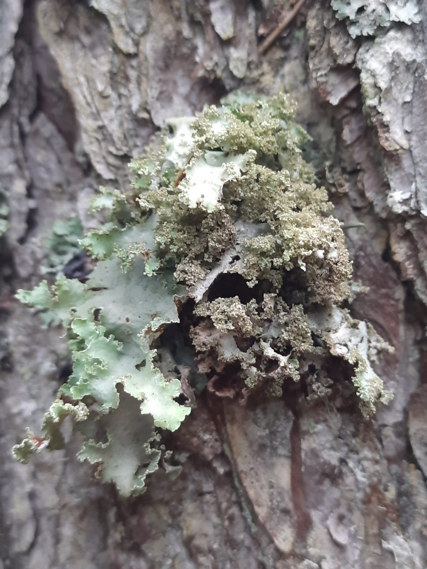 Graue Tartschenflechte (Platismatia glauca)